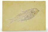 Detailed Fossil Fish (Knightia) - Wyoming #363885-1